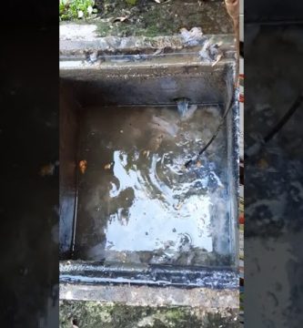 atasco en bajantes por raíces finas