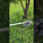 bloqueo de tuberías por raíces leñosas